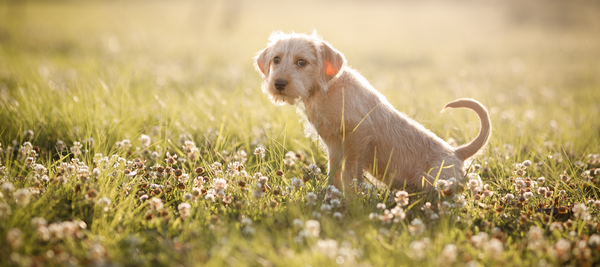 When does a puppy become house trained?