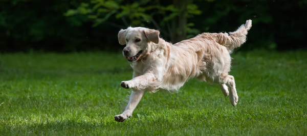 Body Condition Score - how to determine if your dog is in healthy shape