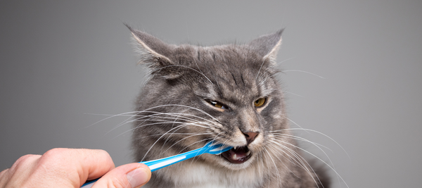 How to keep your cat's teeth healthy