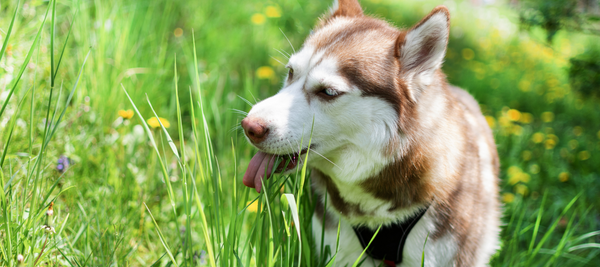 Why do dogs eat grass? 