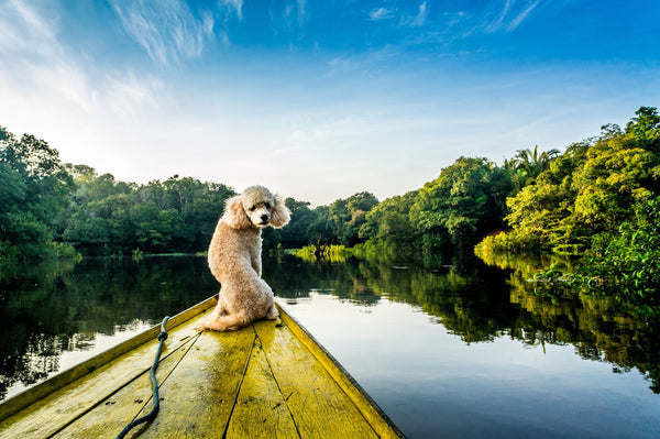 Our best tips for a pawsome summer holiday!
