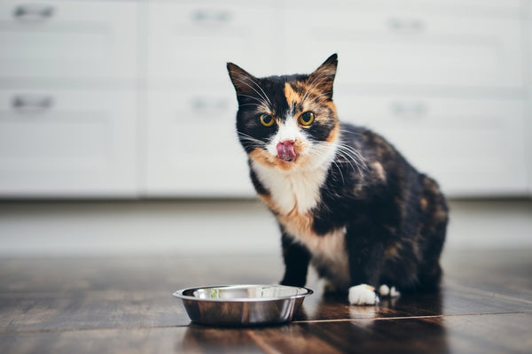 Cat food for sensitive stomach