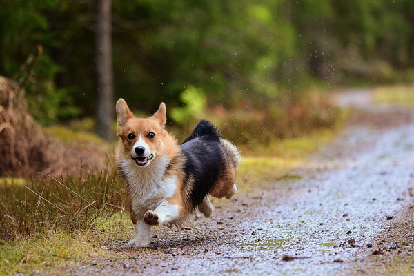 How long is a dog in heat?