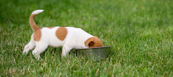 how much food puppy