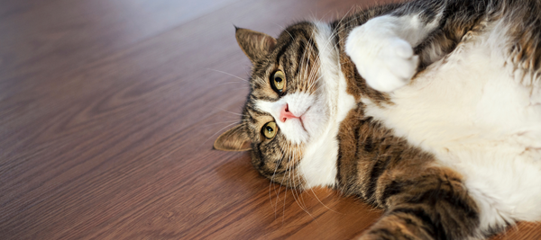 Obesity in cats and dogs