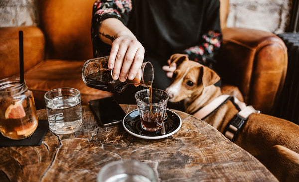 petgood's favourite dog cafe