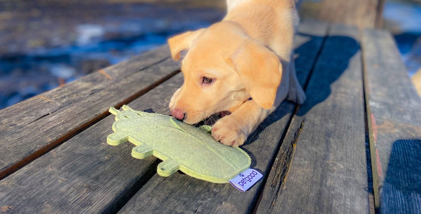 Sustainable dog toy