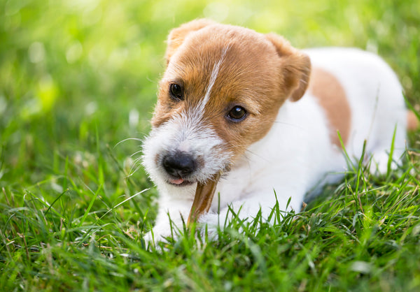 Puppy chewing