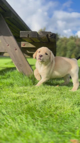 Valpgodis för hund