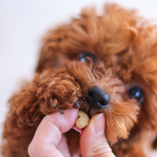 Dog treats with insect protein