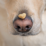 Insect-based dog treats for training